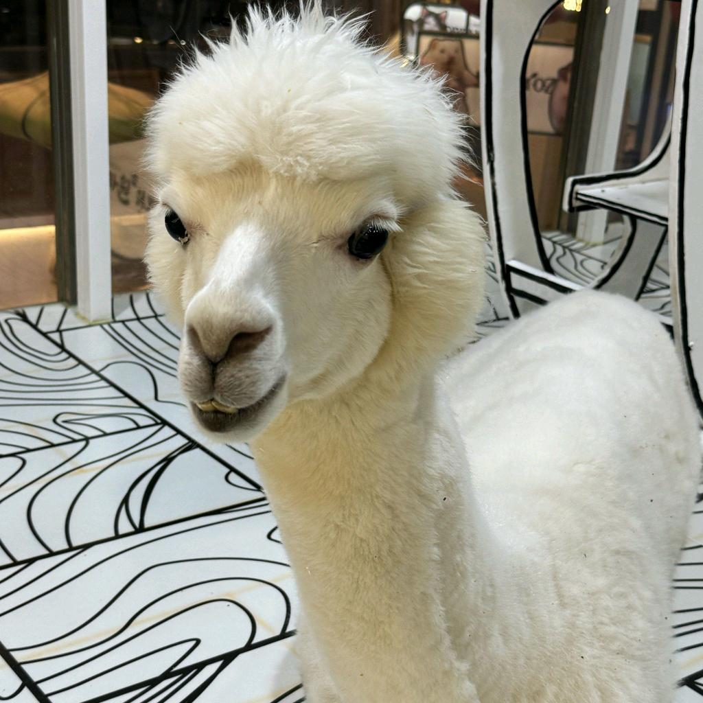 U米家抖音第一帅