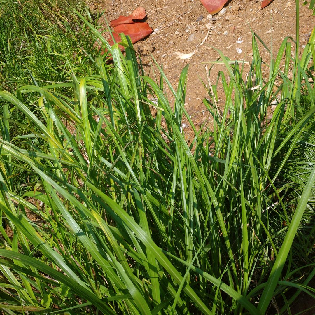 小虾米└(^o^)┘