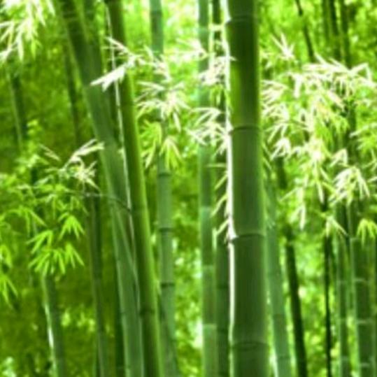 快乐每一天（拒聊）