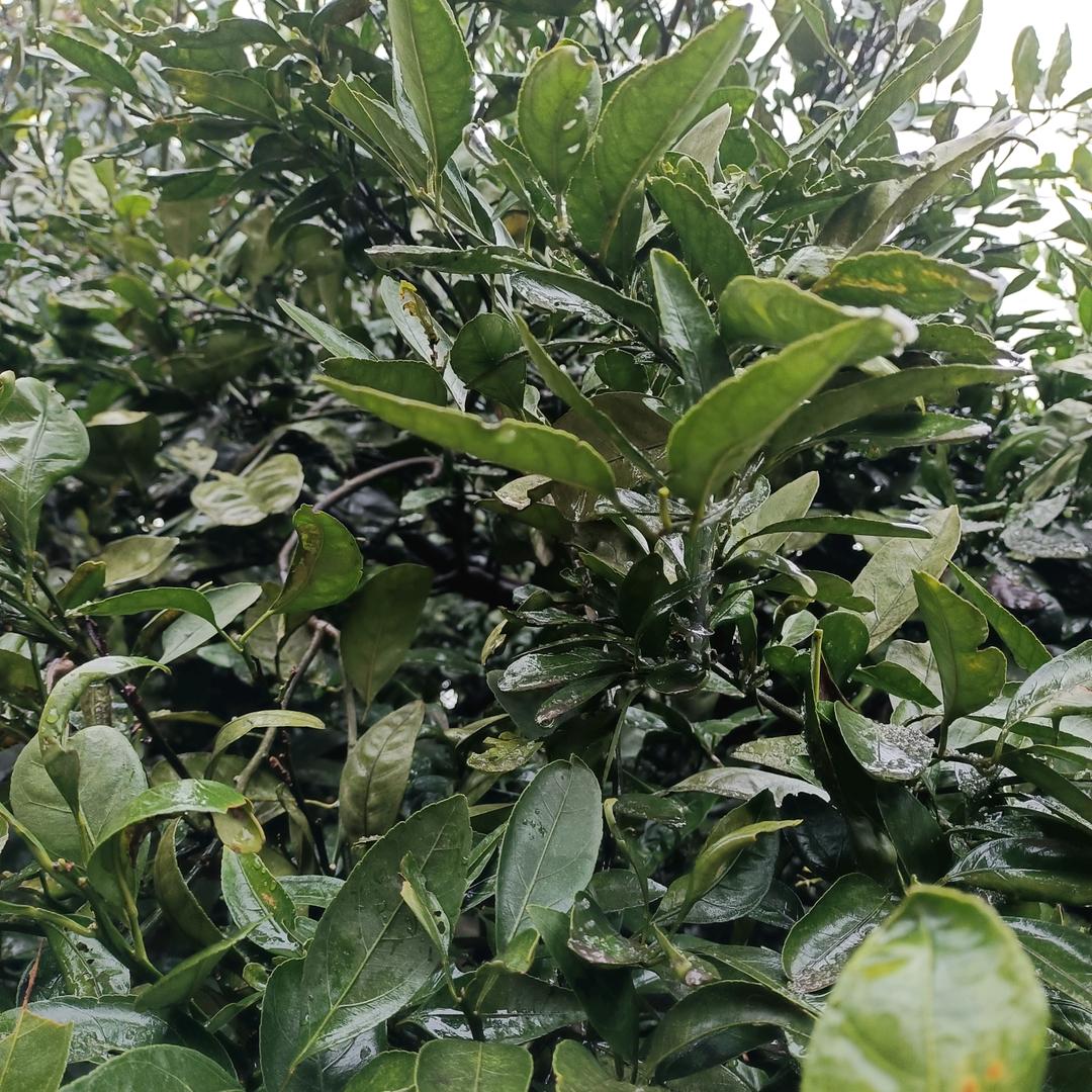 相🍃伴🌸