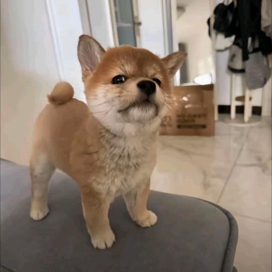 小康阿