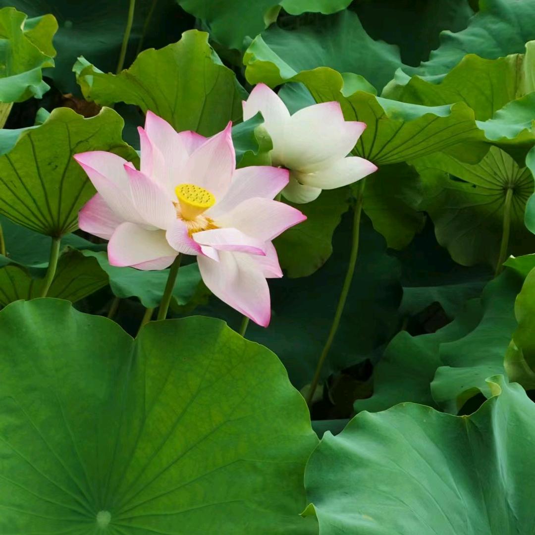 Rain rainbow（2022.9)