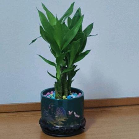 幸运之星
