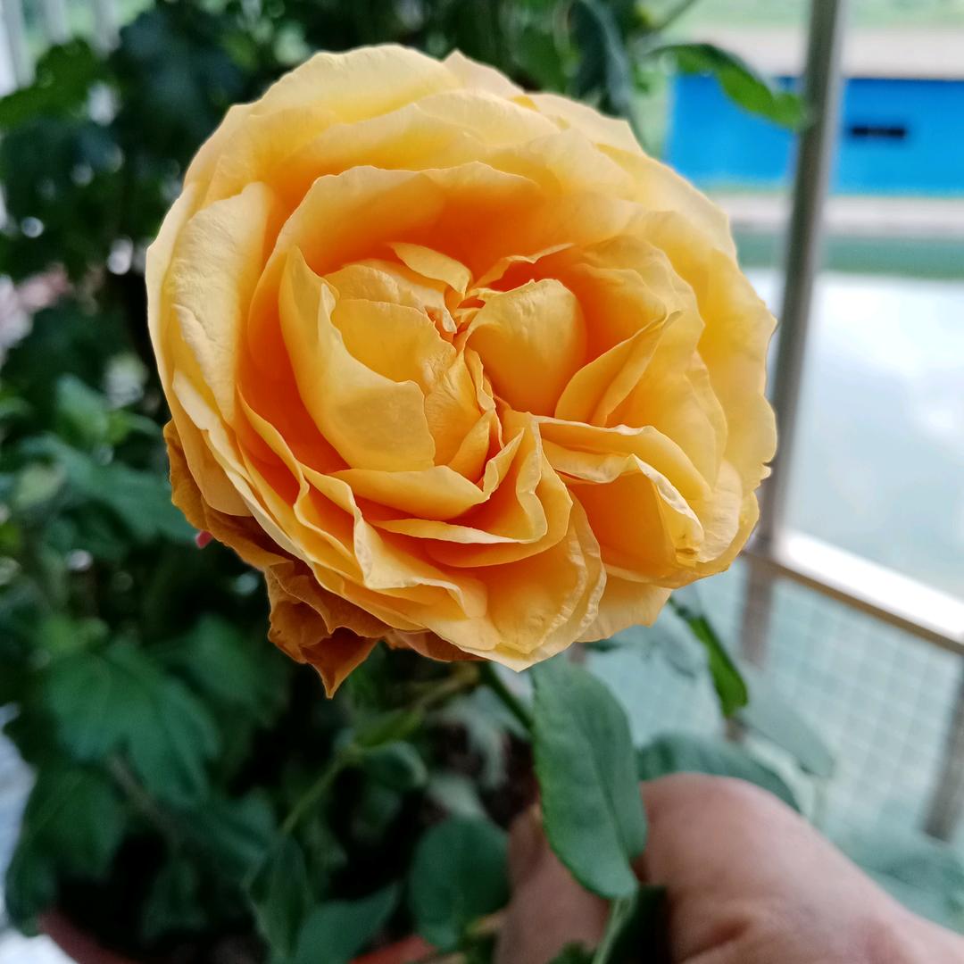 💖᭄ᩚ꯭ᩚ蓝哥꧔᭄💖