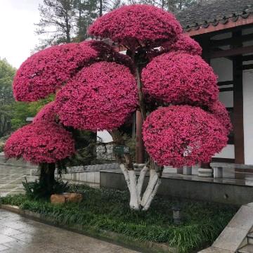 逛逛