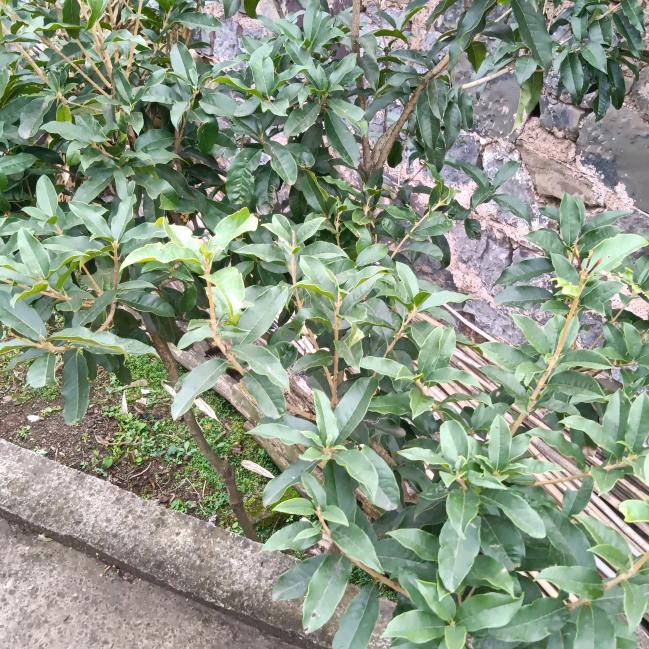 小红