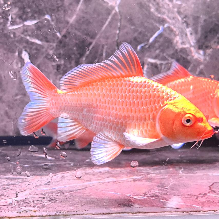 梦鲤蝴蝶鲤