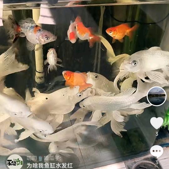 江小乐