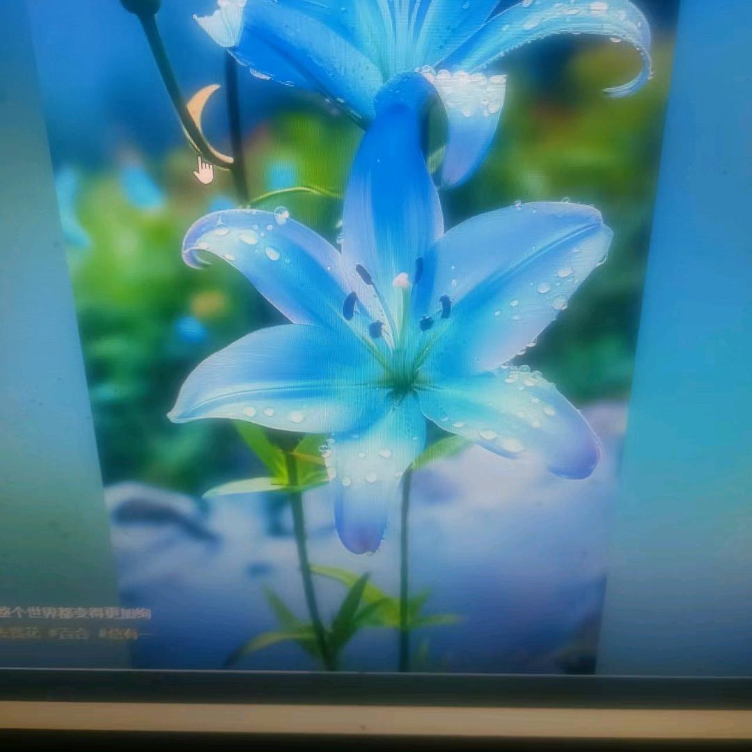 长青哥