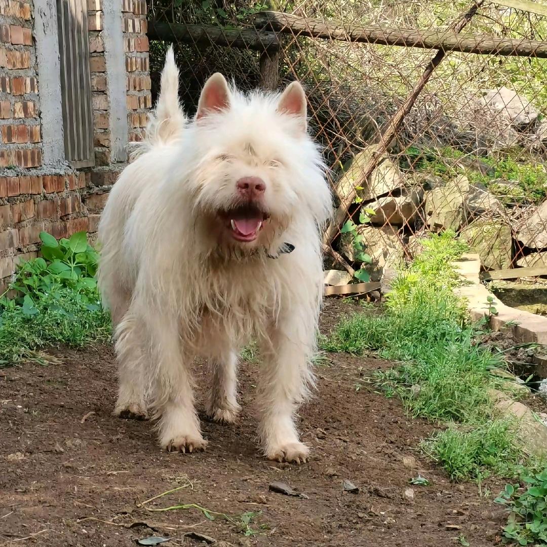 周氏犬业（专注下司犬繁育）