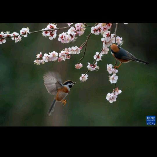@红苹果🍎