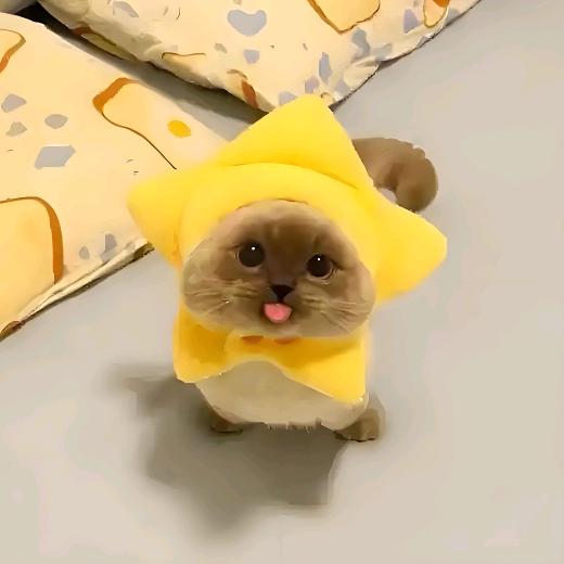 洛洛同学🍡