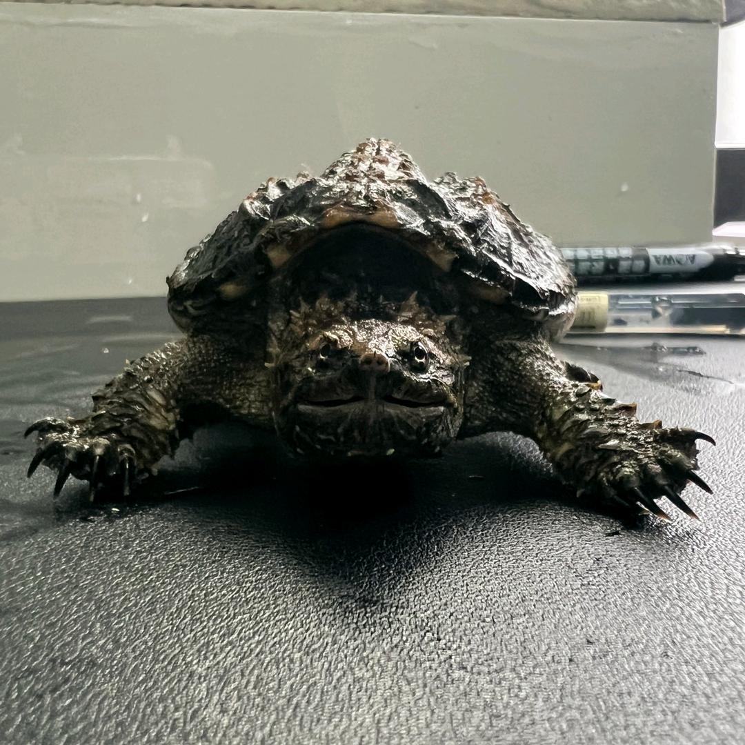 老蟹佛鳄养殖坊