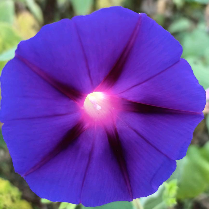 我，是，我。🌺