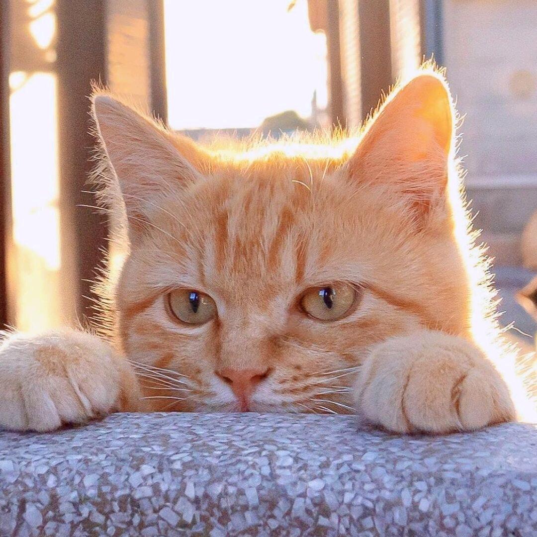 Саша