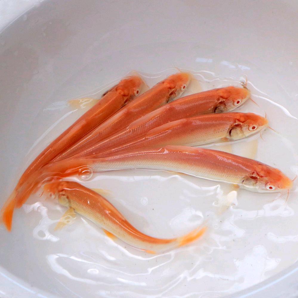 四川特种鱼苗基地