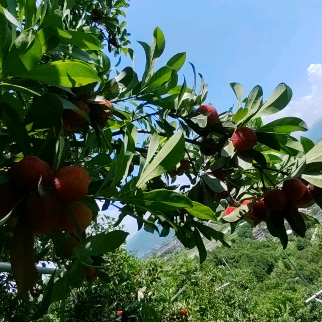 高山杨梅