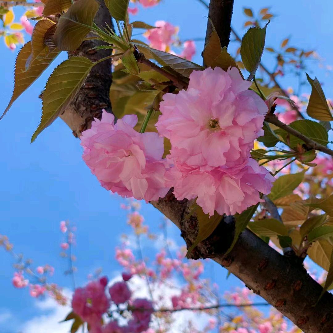 思粥