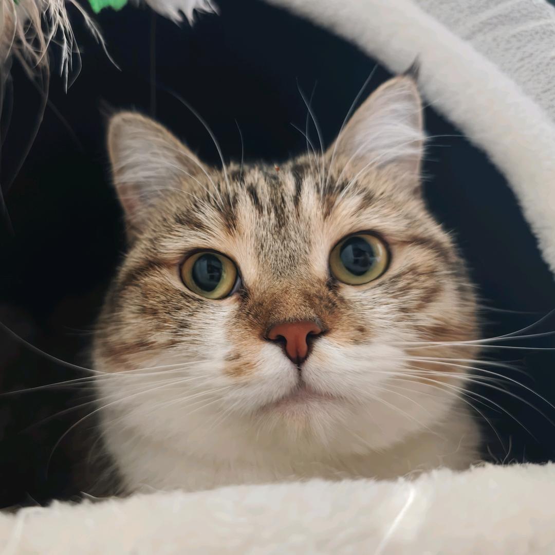 招财是只🐱