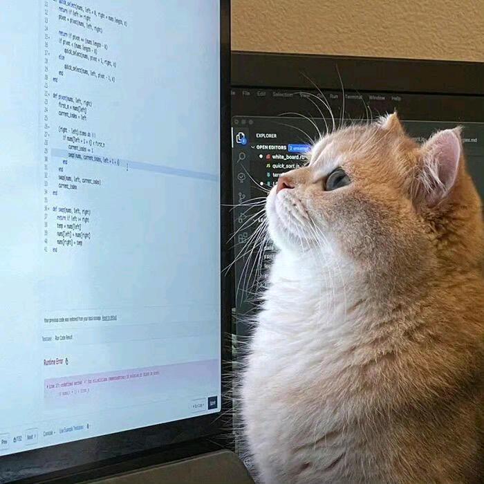 橙猫猫