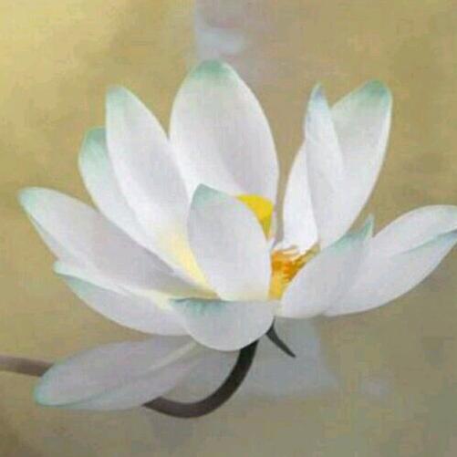 云上莲花