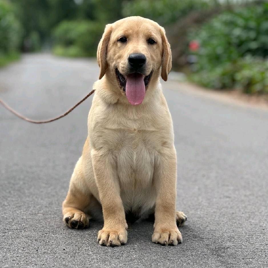 双血统金毛犬小七