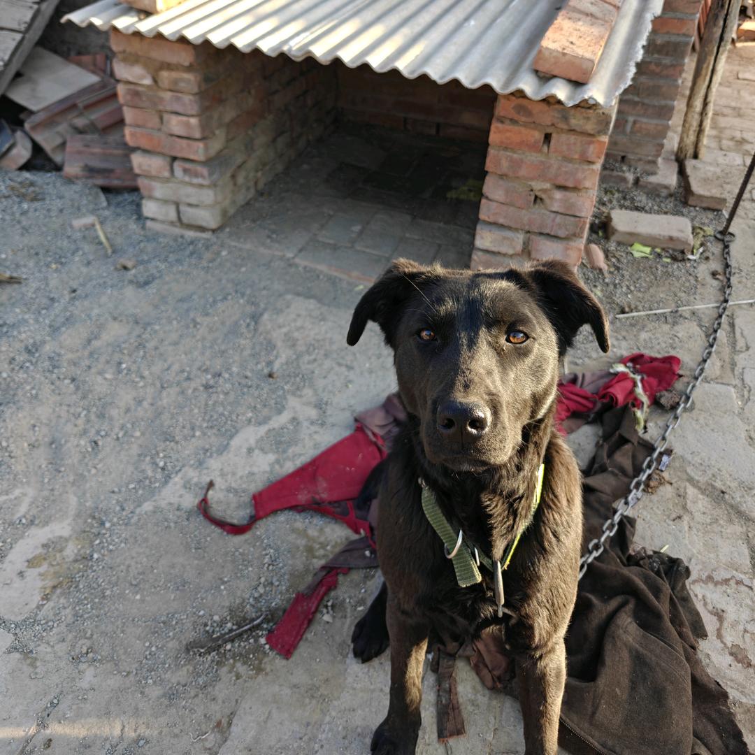 爱吃的黑毛@抖音