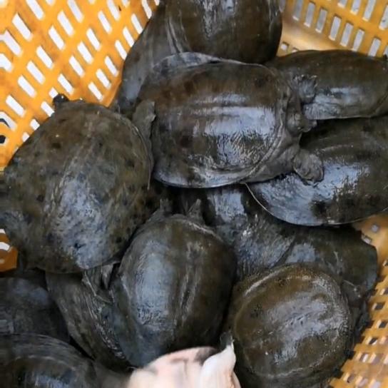 满丰生态甲鱼