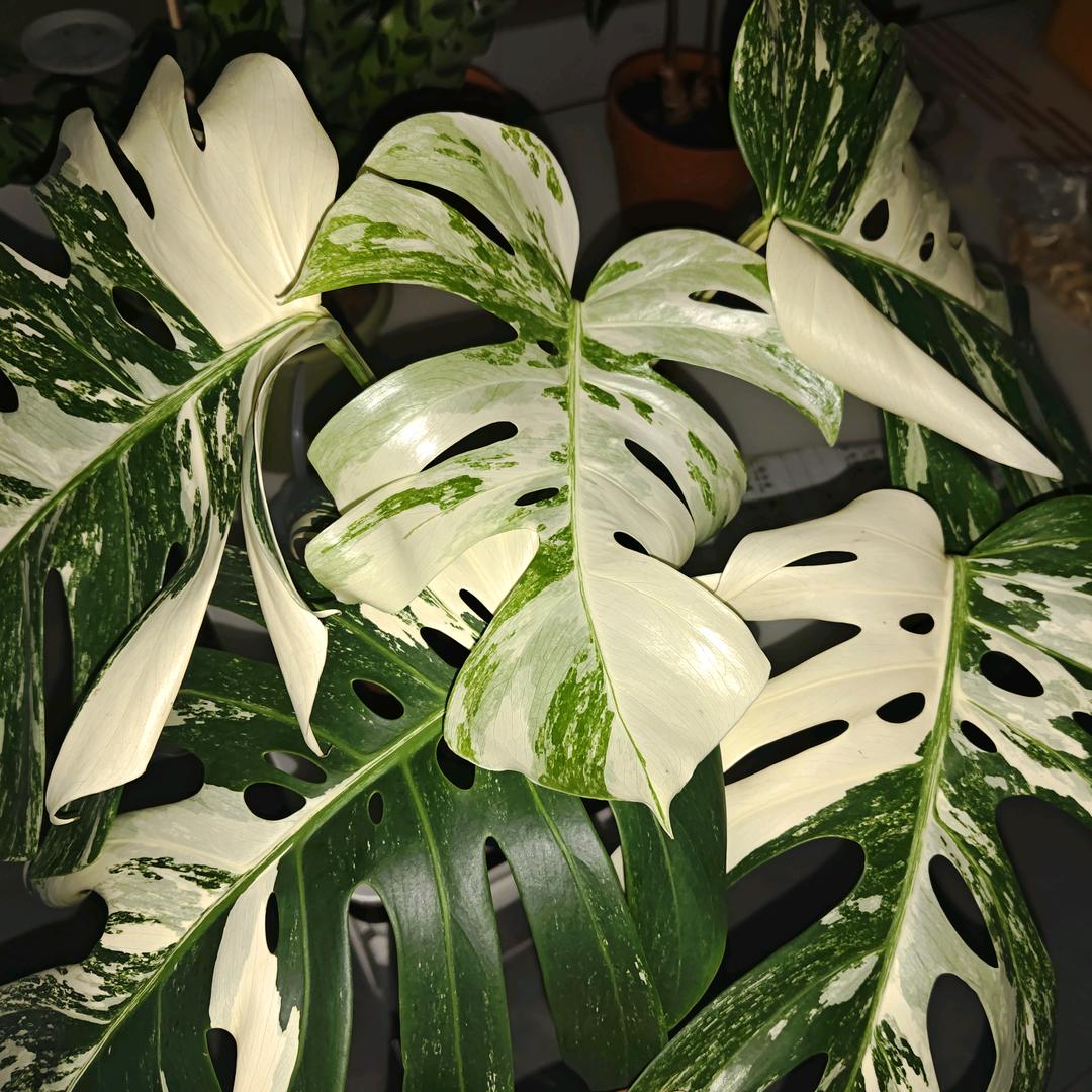 🌻向日葵(∗❛ัᴗ❛ั∗)小葵🌻