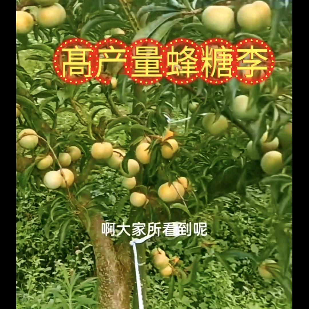 贵州六马泳发蜂糖李公司