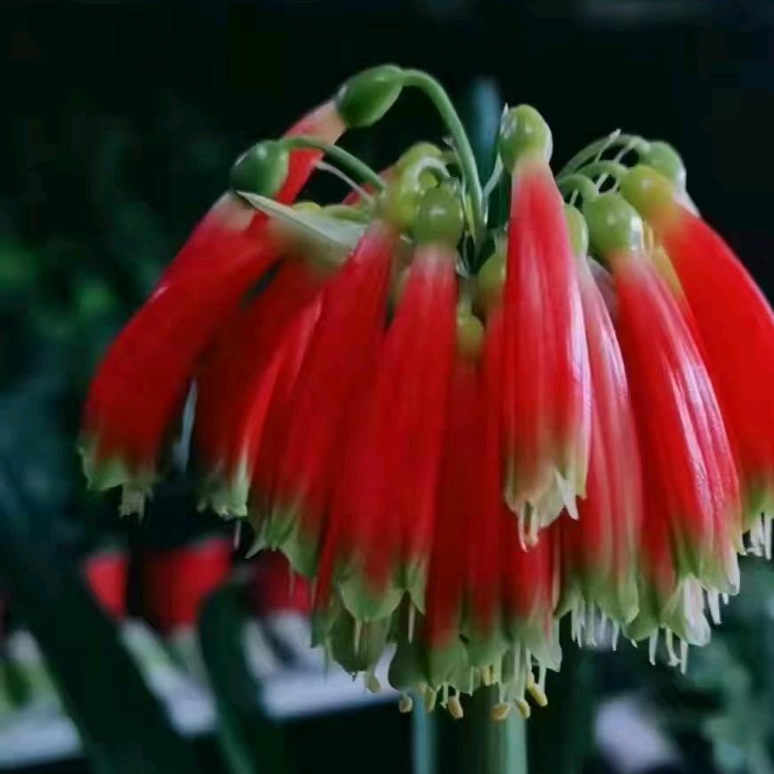 长春鸿利君子兰