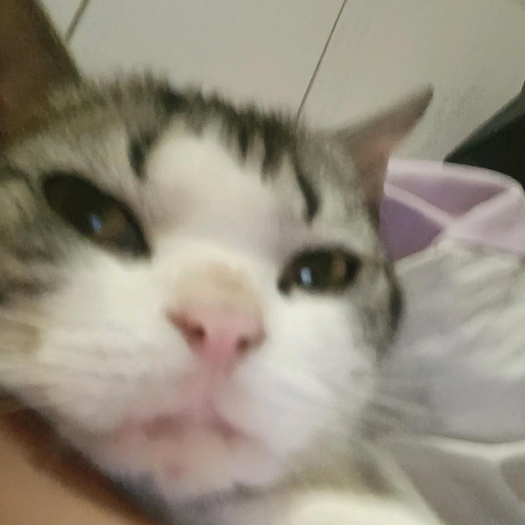 🐾小咪想你了😽