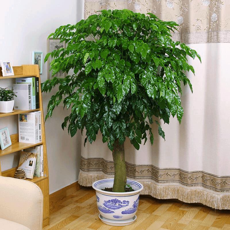 思宇花卉