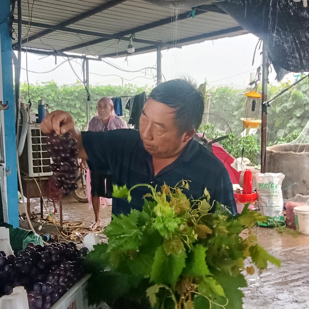 刘国强巨丰葡萄批发