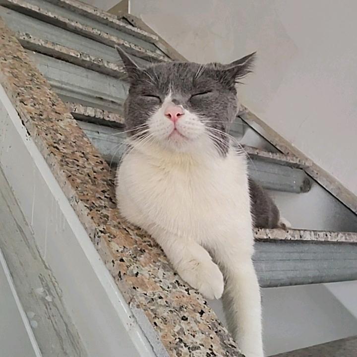 哟~~~小猫咪🐱头像