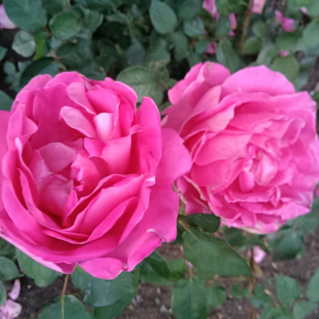 风平浪静🌹🌹🌹