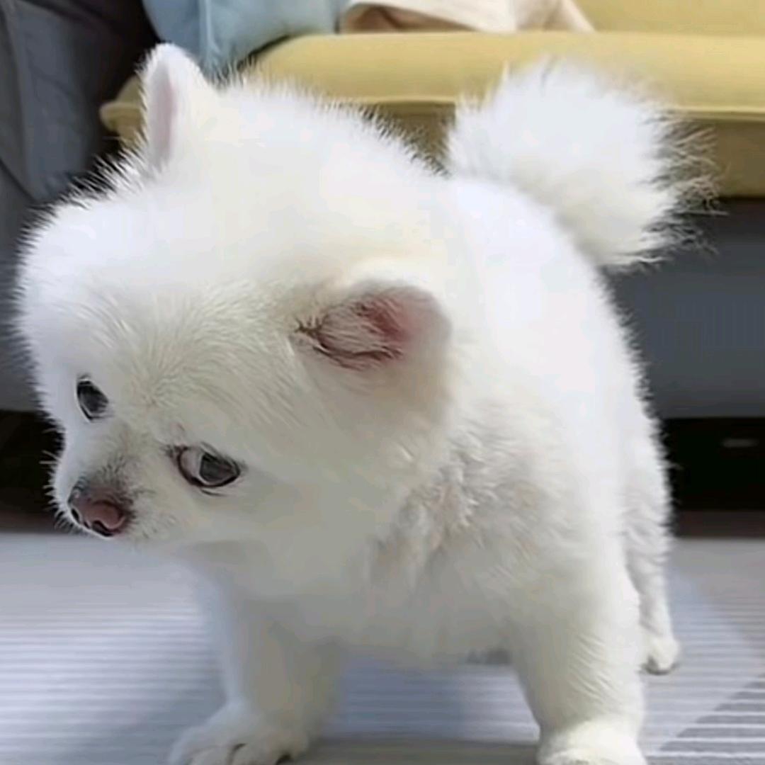 小铁铁