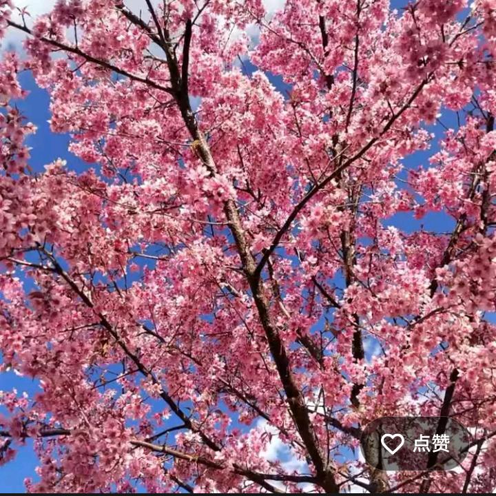 🌳猫猫🌳