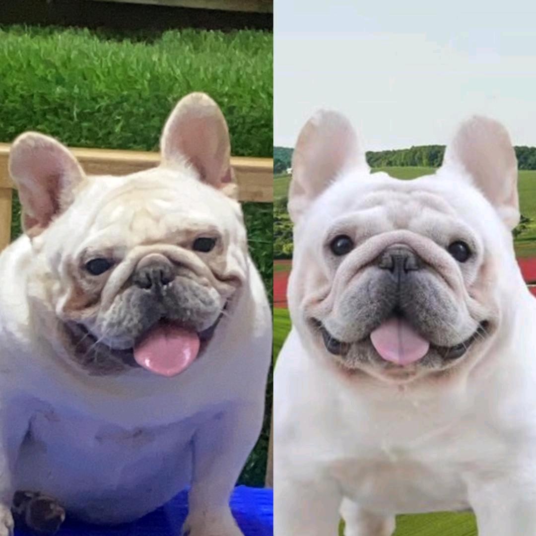 大爽养法牛-维系血统1