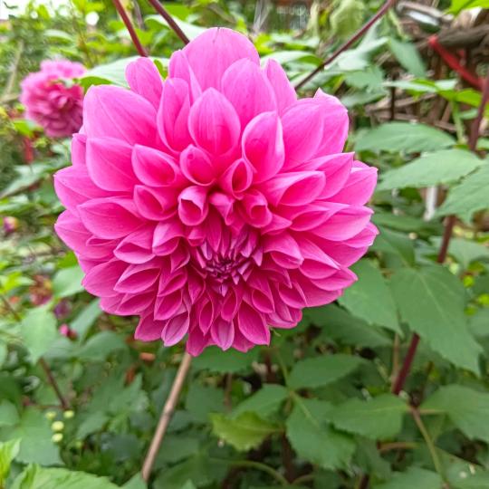 人生如茶