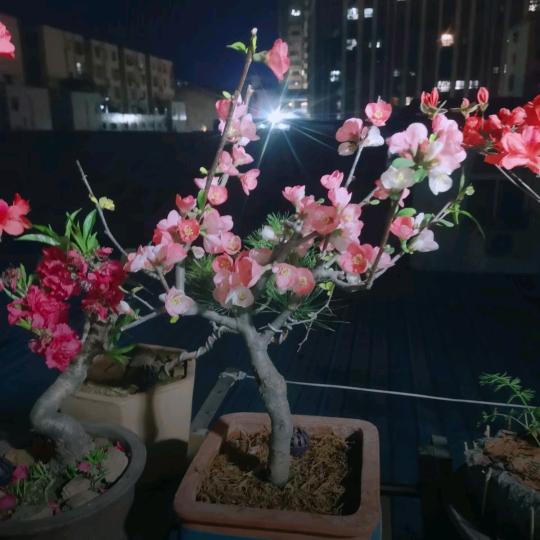 💞萌ღ玥💞