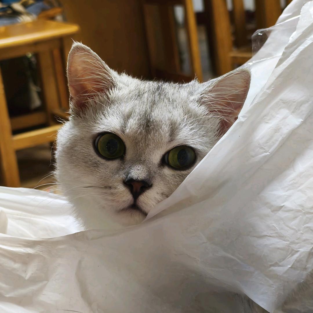 小猫吃喜之郎登上月球种满香菜