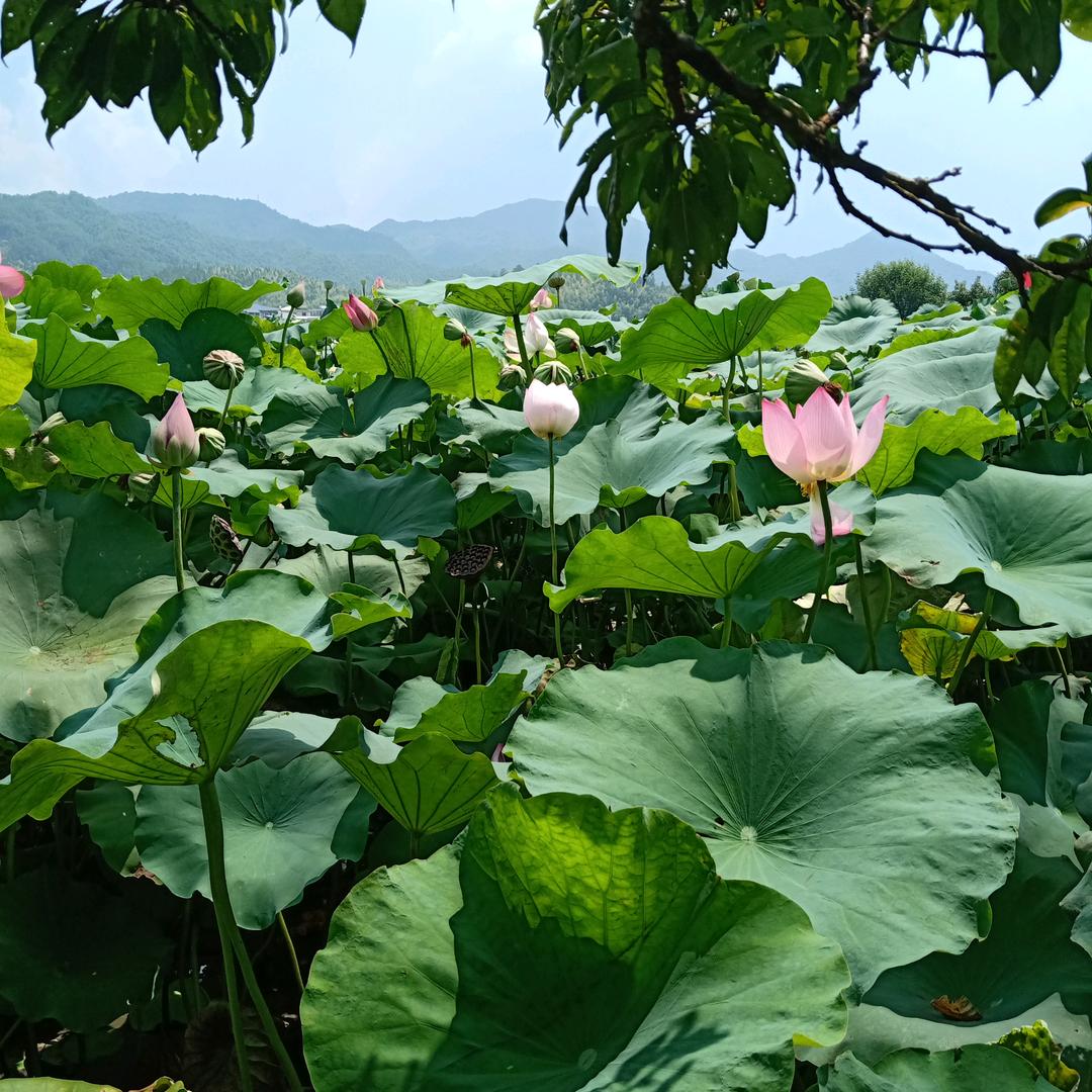 风吹雨打知生活