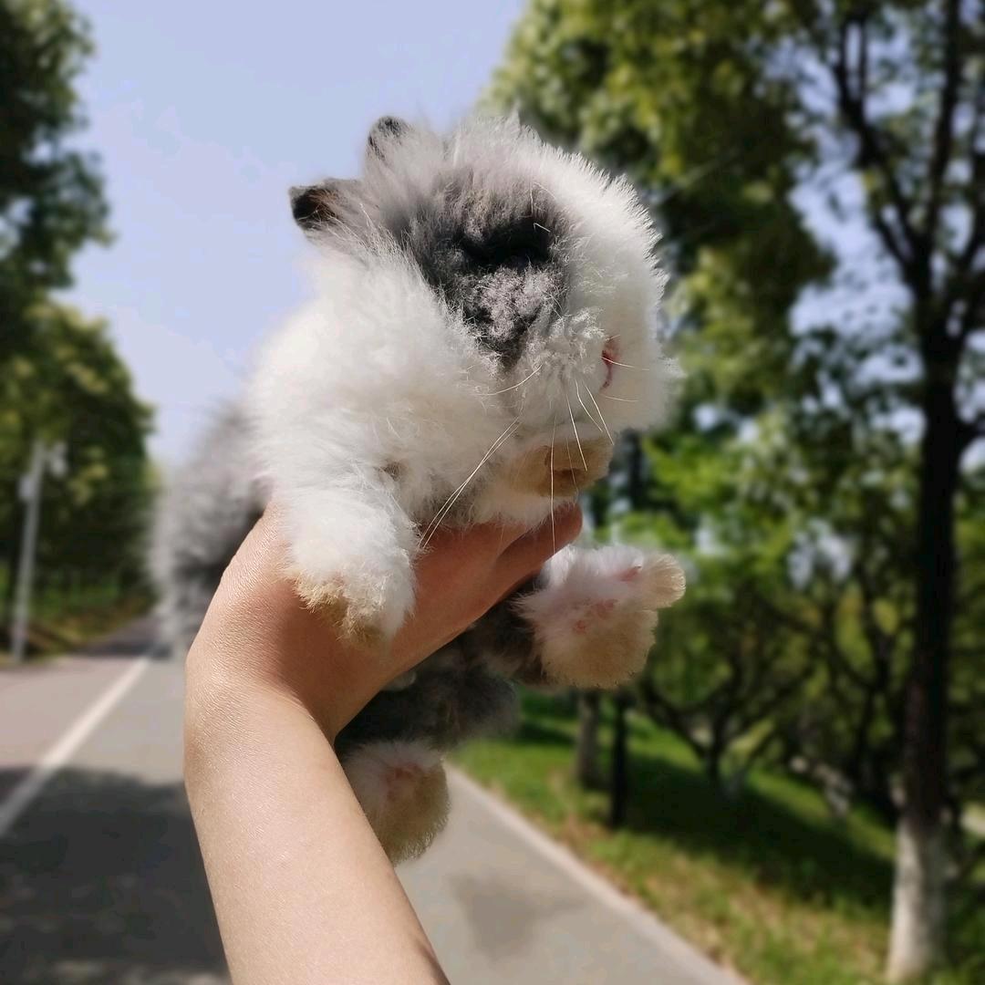 小宝带你看萌兰