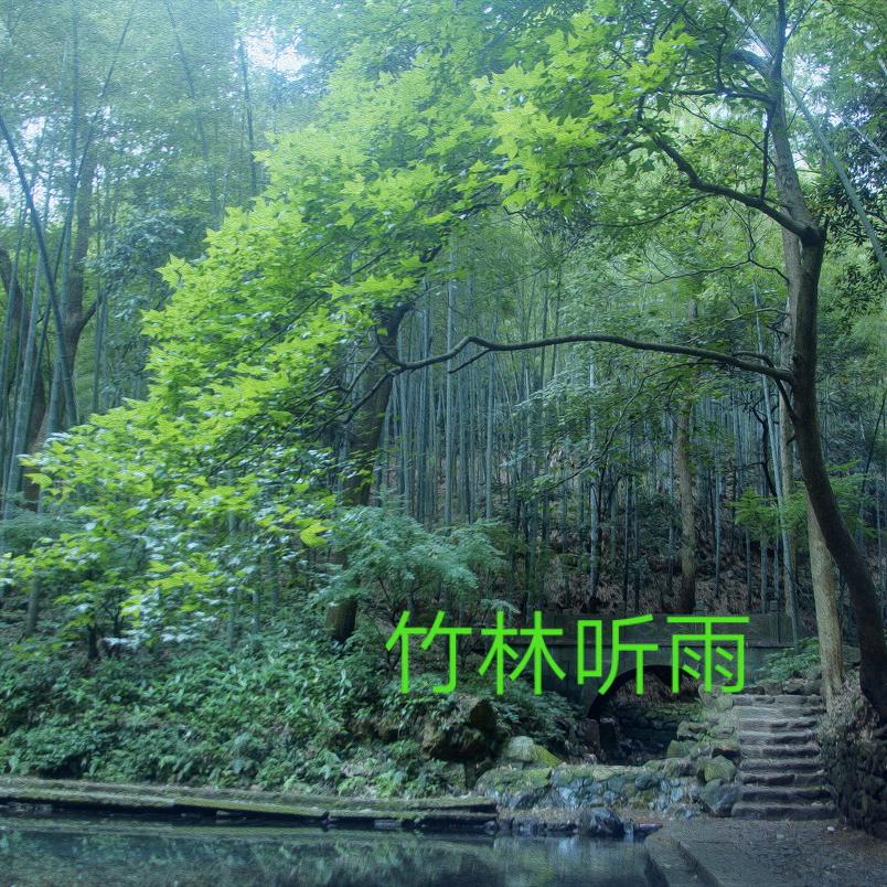 竹林听雨