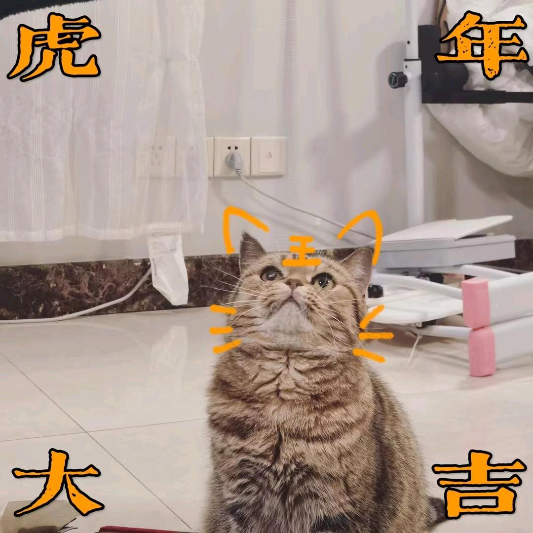 小楠有三只猫