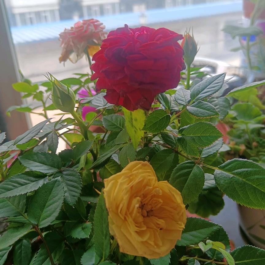 星晨