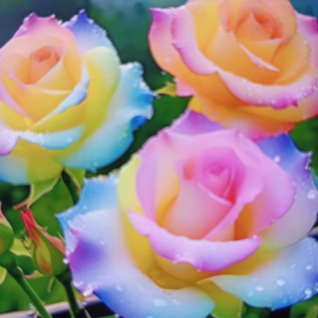 阳江六姐12(上午9.10分