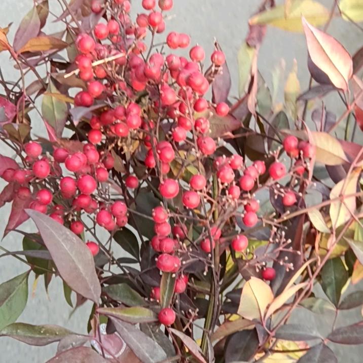 忘不掉的痛