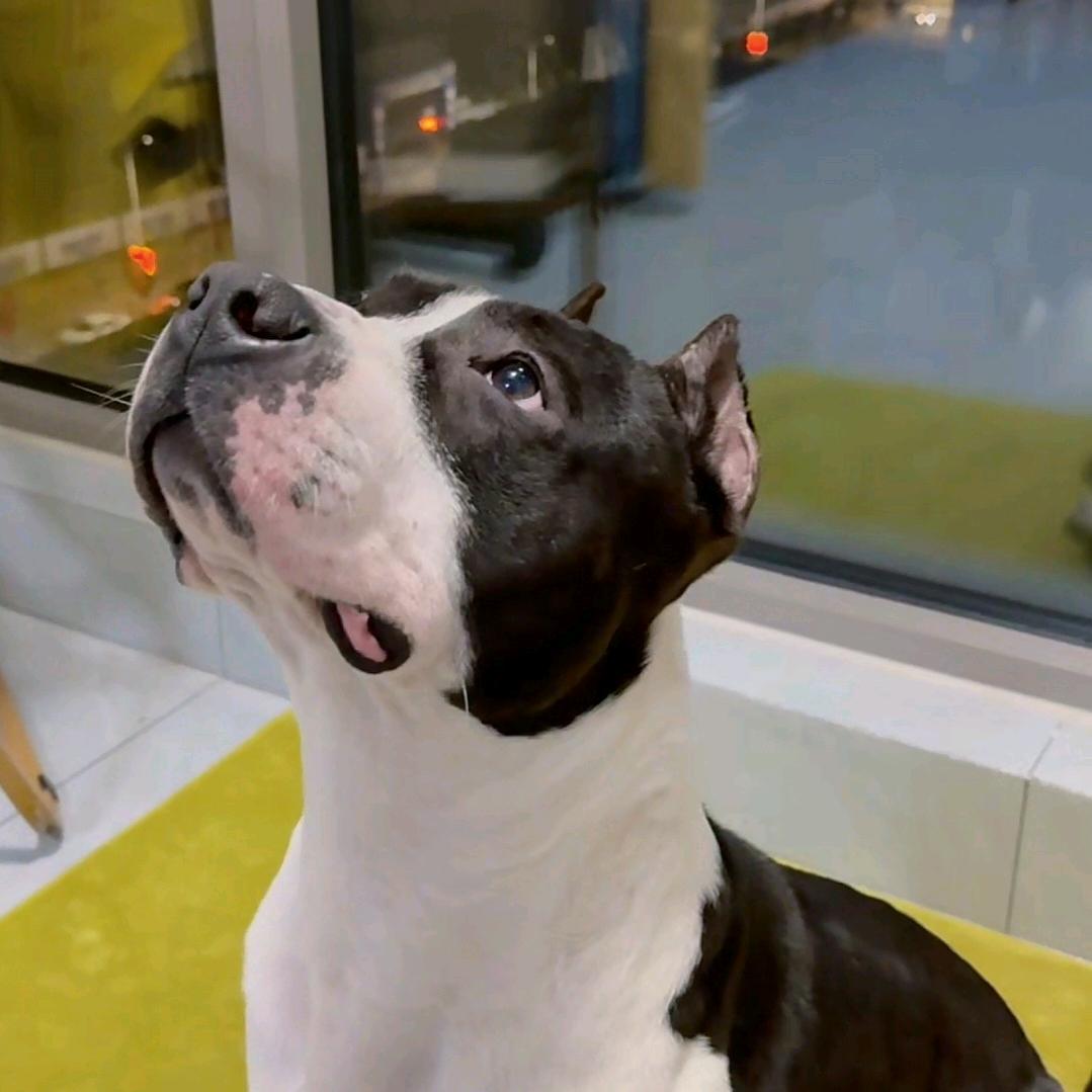 斯塔福金陵犬舍直播号